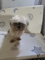 Tee T Cup shih Tzu , a male Shih Tzu for sale in Pensacola, FL – 4 of 4