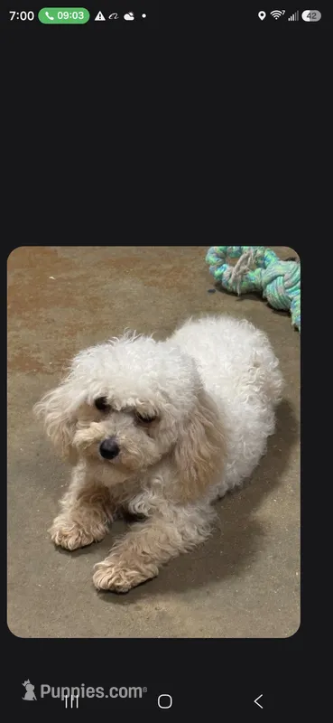 Snoopy t cup – Poodle - Toy  puppy for sale in Pensacola, FL
