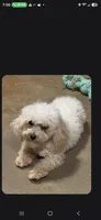 Snoopy t cup, a male Poodle - Toy  for sale in Pensacola, FL – 1 of 2