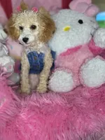 Honey T Cup, a female Poodle - Toy  for sale in Pensacola, FL – 2 of 3