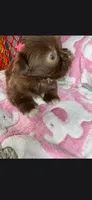 Shela , a female Shih Tzu for sale in Pensacola, FL – 4 of 5