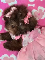 Shela , a female Shih Tzu for sale in Pensacola, FL – 2 of 8