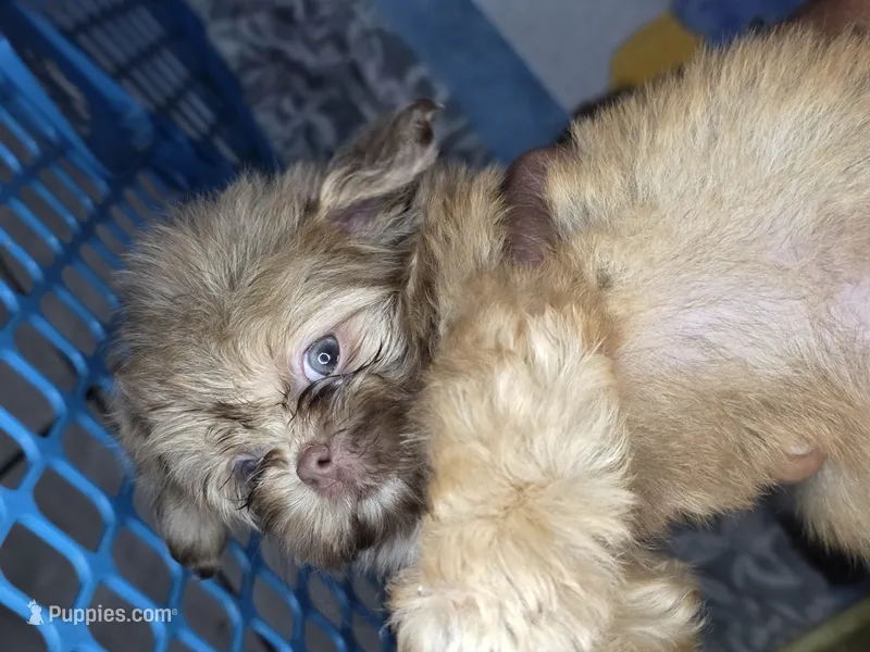 River AKC  – Shih Tzu puppy for sale in Pensacola, FL