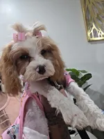Hazel , a female Cavapoo for sale in Pensacola, FL – 6 of 8