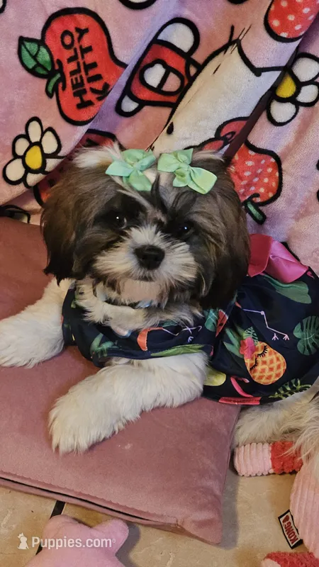 Lola – Shih Tzu puppy for sale in Pensacola, FL