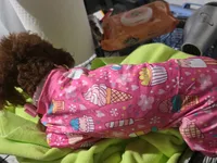 Tiny, a female Poodle - Toy  for sale in Pensacola, FL – 5 of 5