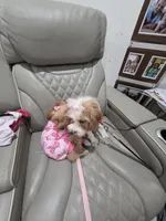 Hazel , a female Cavapoo for sale in Pensacola, FL – 3 of 5