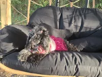 Sade , a female Poodle - Toy  for sale in Pensacola, FL – 6 of 6