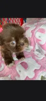 Shela , a female Shih Tzu for sale in Pensacola, FL – 5 of 5