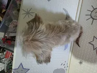 Tee T Cup shih Tzu , a male Shih Tzu for sale in Pensacola, FL – 3 of 4