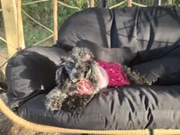Sade , a female Poodle - Toy  for sale in Pensacola, FL – 5 of 6