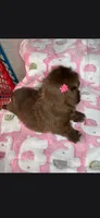 Shela , a female Shih Tzu for sale in Pensacola, FL – 3 of 5
