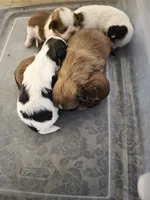 Lagoon , a male Shih Tzu for sale in Pensacola, FL – 3 of 3