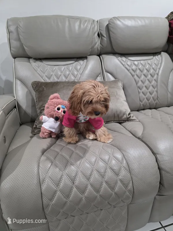 Kloe  – Cavapoo puppy for sale in Pensacola, FL