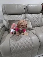 Kloe , a female Cavapoo for sale in Pensacola, FL – 1 of 3