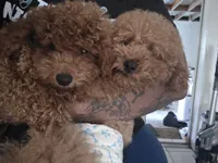 Bentley , a male Poodle - Toy  for sale in Pensacola, FL – 3 of 3