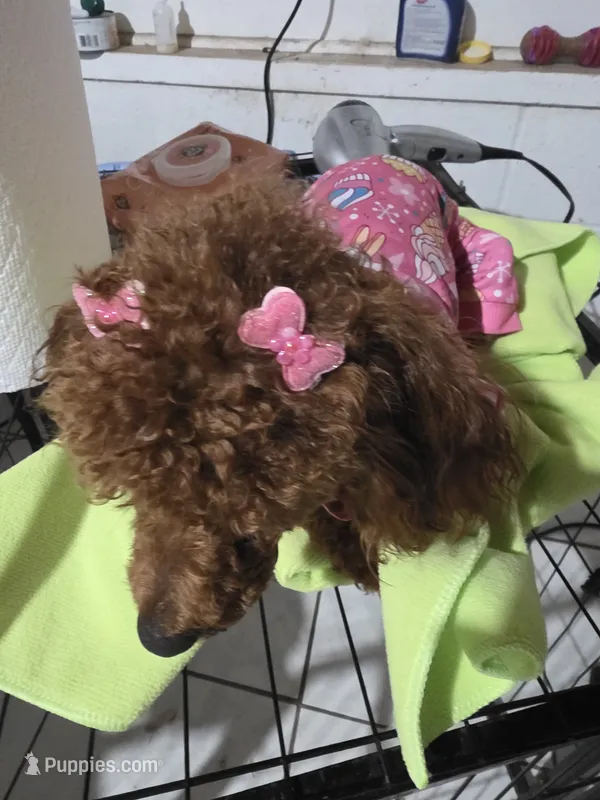 Tiny – Poodle - Toy  puppy for sale in Pensacola, FL