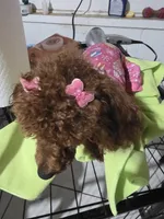 Tiny, a female Poodle - Toy  for sale in Pensacola, FL – 3 of 5