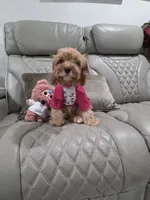 Kloe , a female Cavapoo for sale in Pensacola, FL – 3 of 3