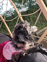 Sade , a female Poodle - Toy  for sale in Pensacola, FL – 3 of 6