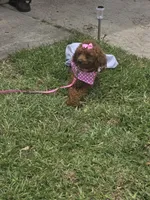 Tiny, a  Poodle - Toy  for sale in Pensacola, FL – 3 of 3