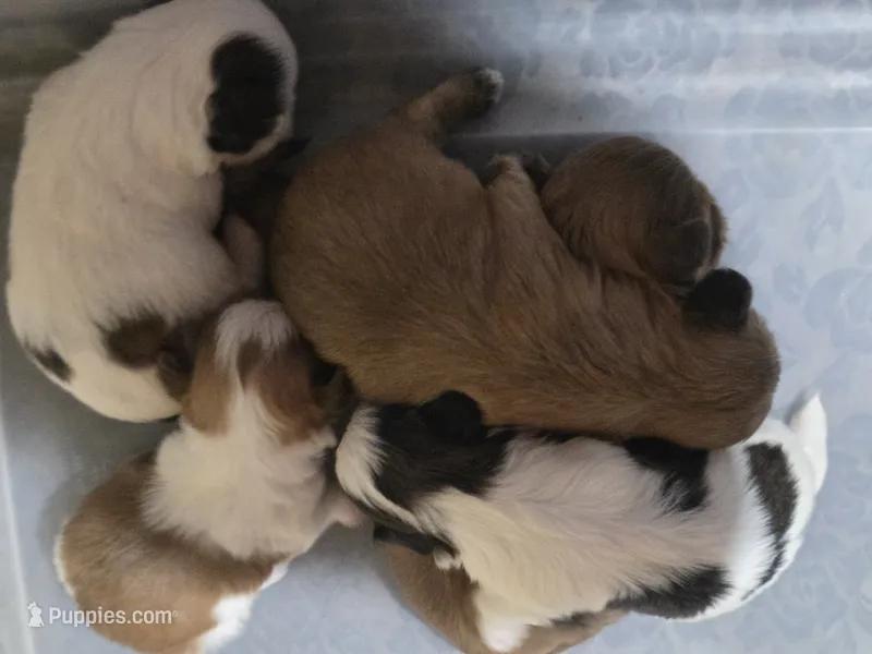 Lagoon  – Shih Tzu puppy for sale in Pensacola, FL