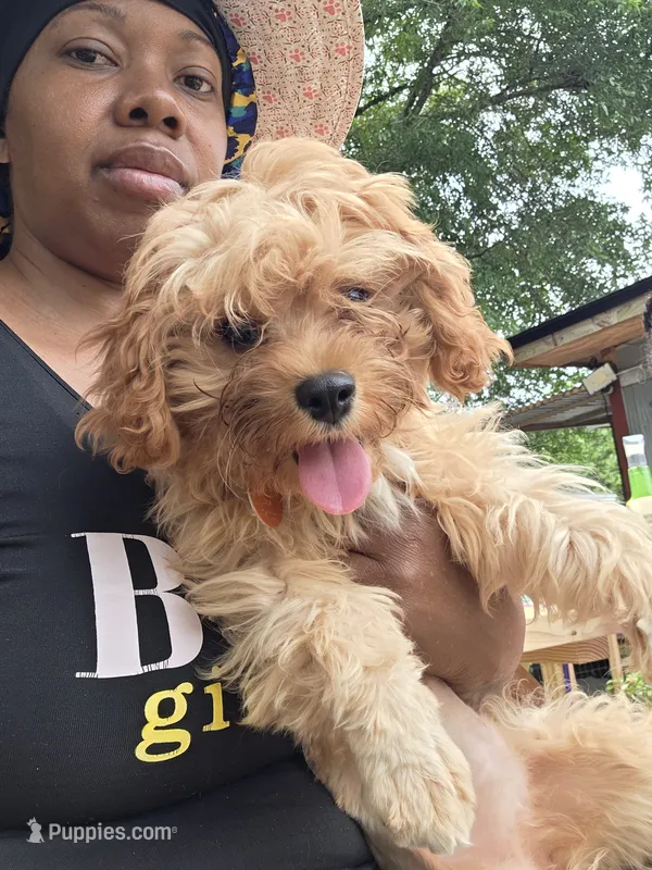 Kloe  – Cavapoo puppy for sale in Pensacola, FL