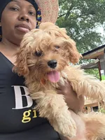 Kloe , a female Cavapoo for sale in Pensacola, FL – 1 of 2