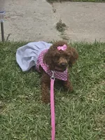 Tiny, a female Poodle - Toy  for sale in Pensacola, FL – 2 of 5