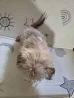 Tee T Cup shih Tzu , a male Shih Tzu for sale in Pensacola, FL – 2 of 4