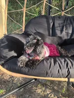Sade , a female Poodle - Toy  for sale in Pensacola, FL – 1 of 6