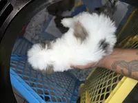 Lagoon AKC , a male Shih Tzu for sale in Pensacola, FL – 6 of 8