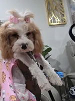 Hazel , a female Cavapoo for sale in Pensacola, FL – 5 of 5