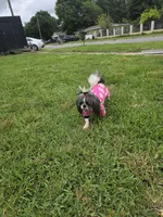 Shela , a female Shih Tzu for sale in Pensacola, FL – 7 of 8