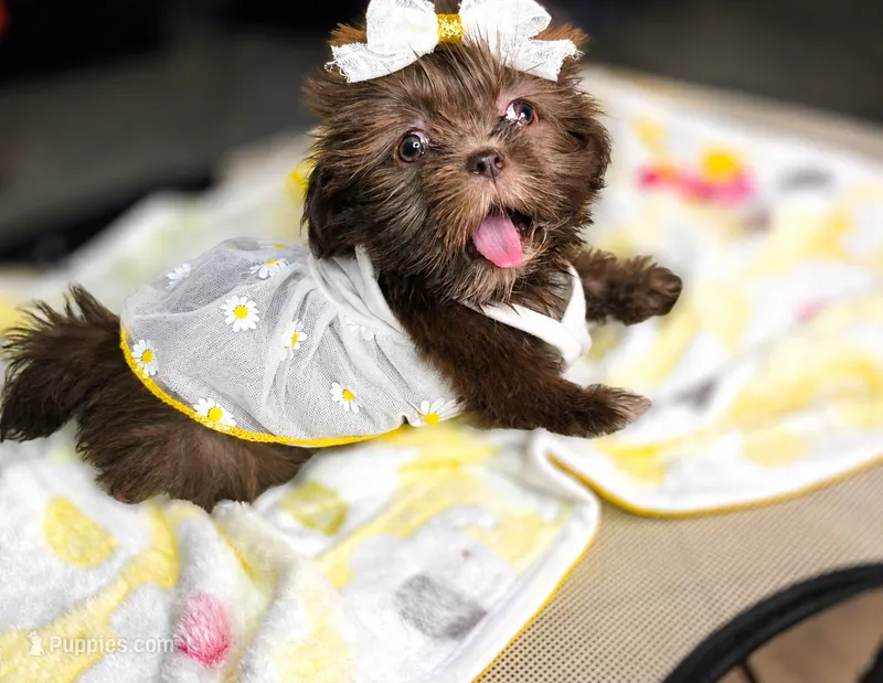 Shela  – Shih Tzu puppy for sale in Pensacola, FL