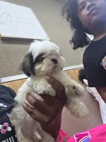 Lagoon AKC , a male Shih Tzu for sale in Pensacola, FL – 2 of 8