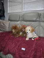Hazel , a female Cavapoo for sale in Pensacola, FL – 7 of 8