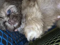 River AKC , a male Shih Tzu for sale in Pensacola, FL – 2 of 6
