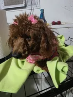 Tiny, a female Poodle - Toy  for sale in Pensacola, FL – 4 of 5