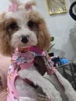 Hazel , a female Cavapoo for sale in Pensacola, FL – 2 of 8