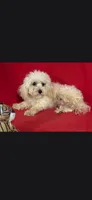 Snoopy t cup, a male Poodle - Toy  for sale in Pensacola, FL – 2 of 2