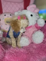 Honey T Cup, a female Poodle - Toy  for sale in Pensacola, FL – 1 of 3