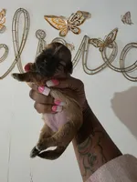 MARINA, a female Shih Tzu for sale in Pensacola, FL – 2 of 3
