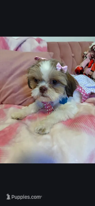 Daisy  – Shih Tzu puppy for sale in Pensacola, FL