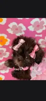 Shela , a female Shih Tzu for sale in Pensacola, FL – 4 of 8