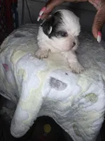 Hazel , a female Cavapoo for sale in Pensacola, FL – 3 of 8