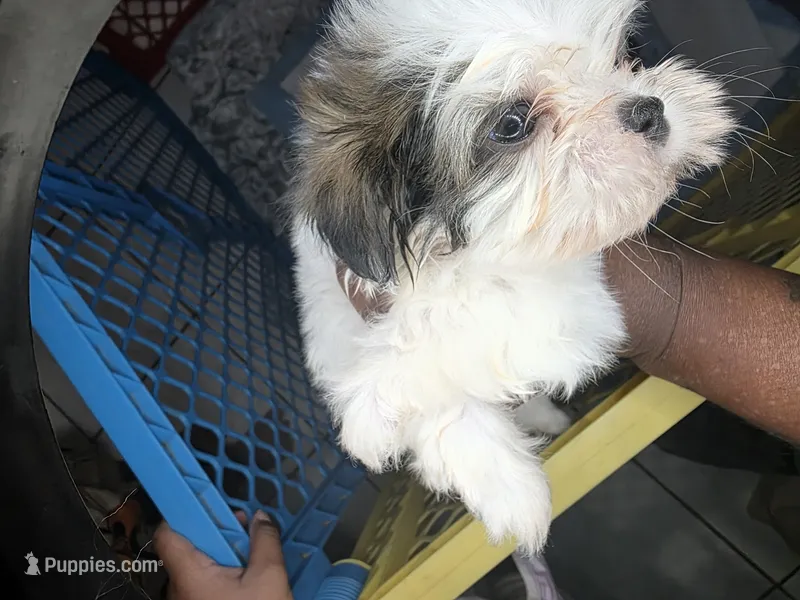 Lagoon AKC  – Shih Tzu puppy for sale in Pensacola, FL