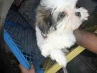 Lagoon AKC , a male Shih Tzu for sale in Pensacola, FL – 1 of 8