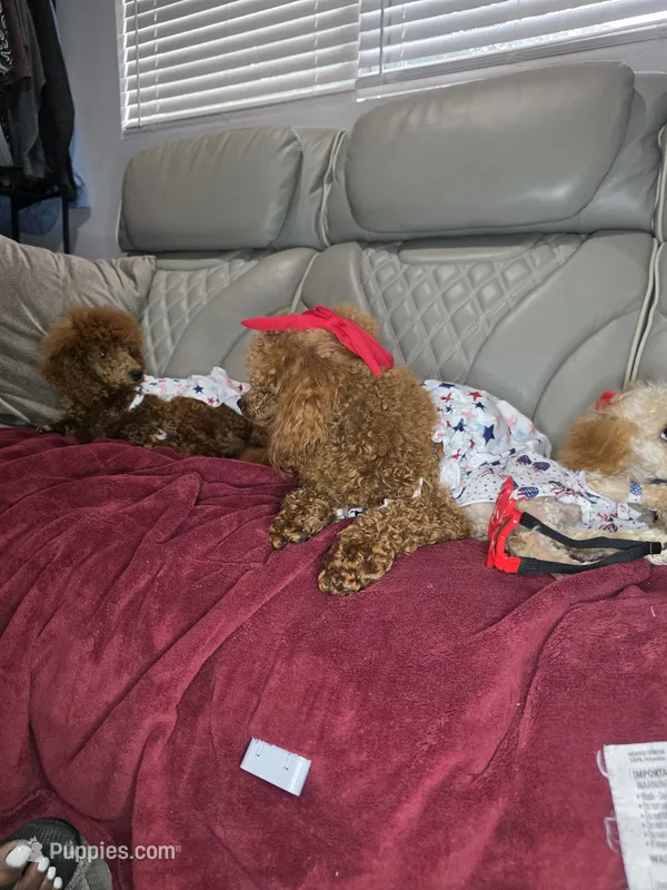 Tiny – Poodle - Toy  puppy for sale in Pensacola, FL