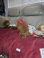 Tiny, a  Poodle - Toy  for sale in Pensacola, FL – 1 of 3
